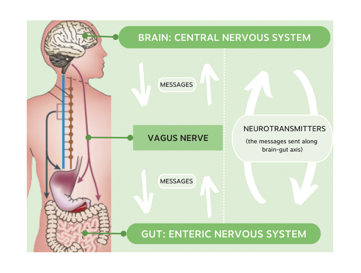 Infographic_Gut-brain_axis.png