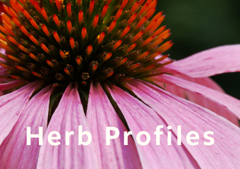 Herb profiles link image of echinacea