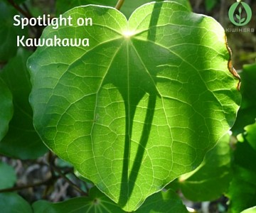 Spotlight on Kawakawa