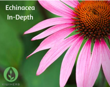 Echinacea In-Depth