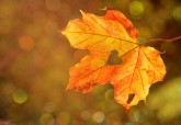7 Ways to Support your Immunity this Autumn